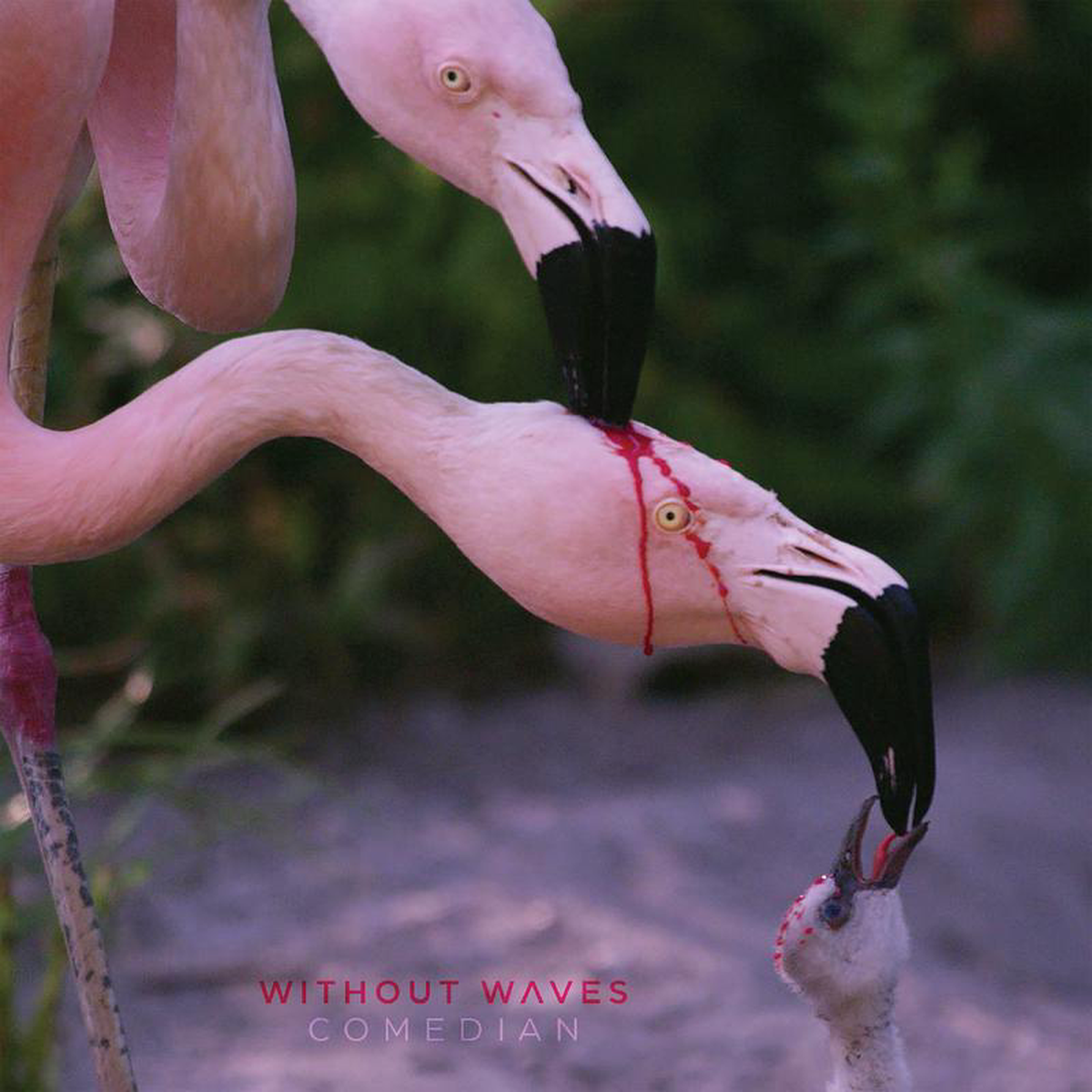 WITHOUT WAVES \COMEDIAN\ CD