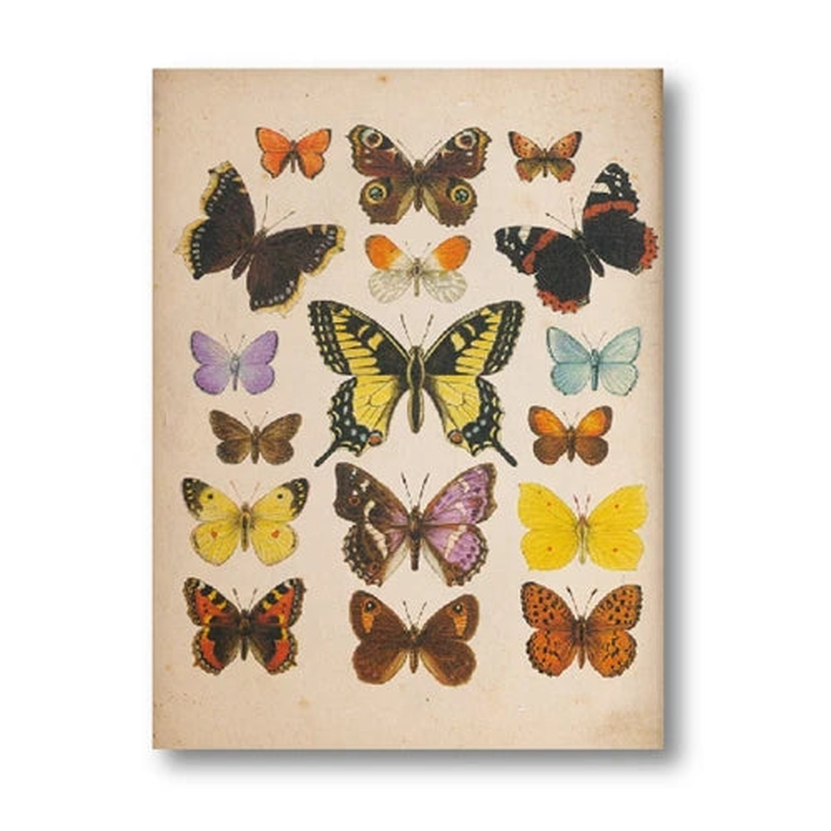 Moth Art Print Black Butterfly Poster Vintage Bee Canvas Painting Dark Bee Prints Nature Insect Educational Wall Pictures Decor - PH2270 | A2 42x60 cm No Frame