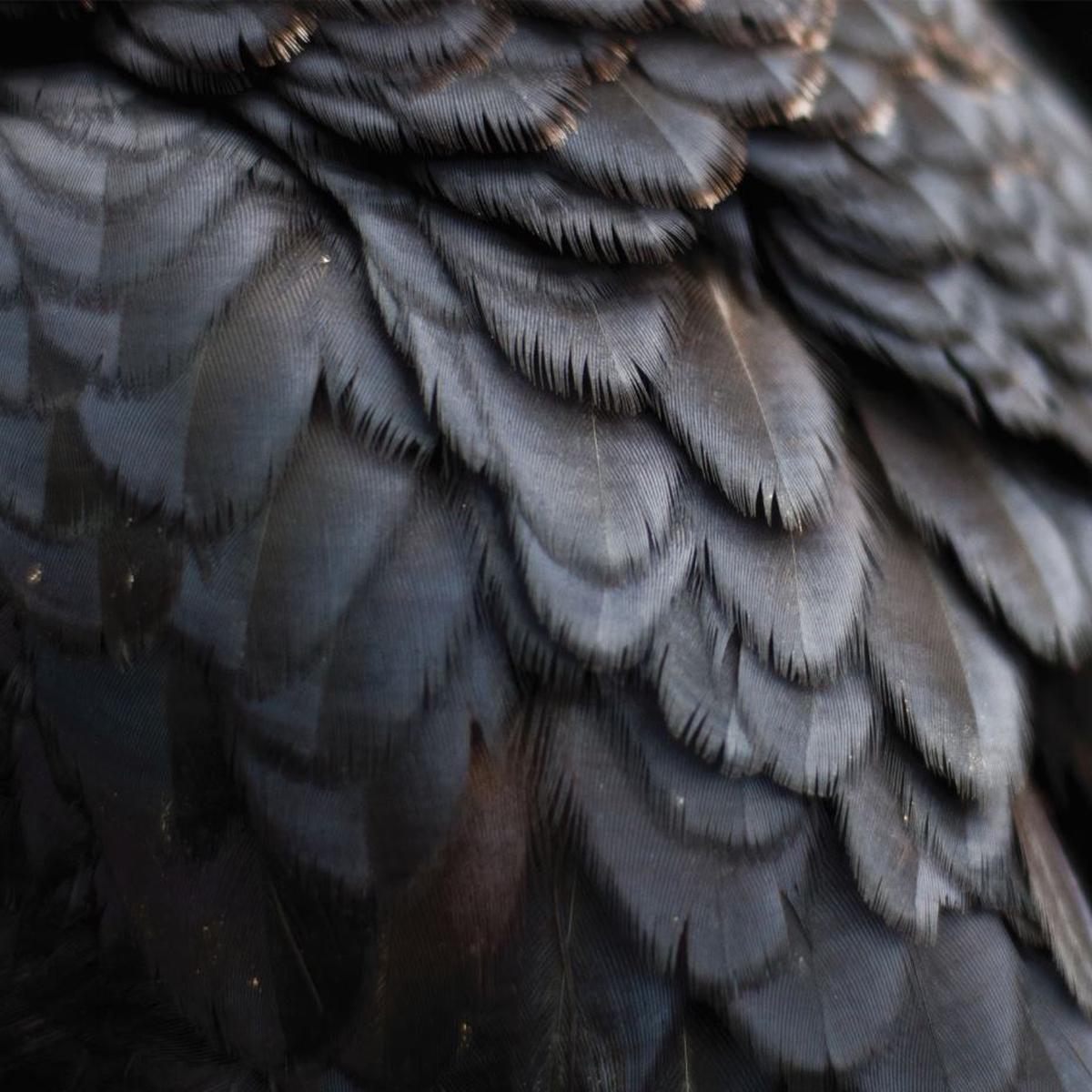 Ex People - Bird ((CD)) - Default Title