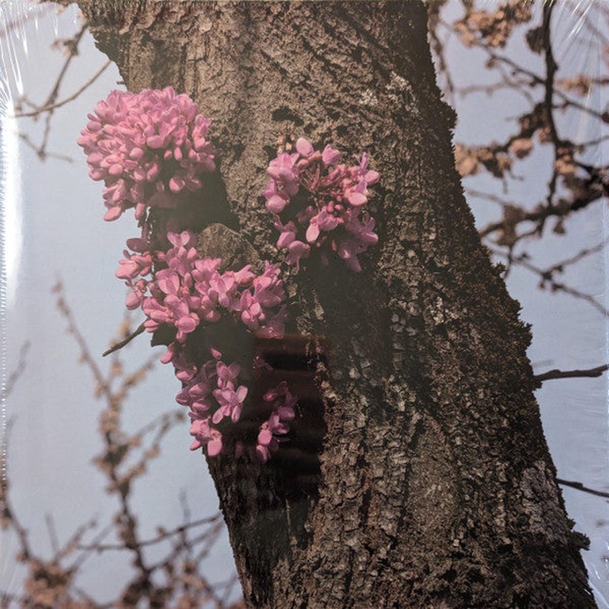 Duval Timothy - Meeting With A Judas Tree (LP) (Purple Translucent Inside Clear)
